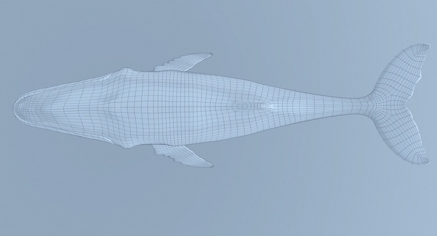 Humpback Whale - Megaptera Novaeangliae Low-poly 3D model_5