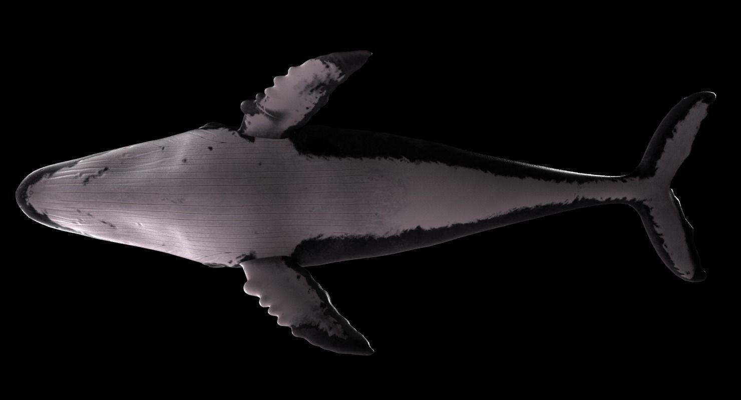 Humpback Whale - Megaptera Novaeangliae Low-poly 3D model_4