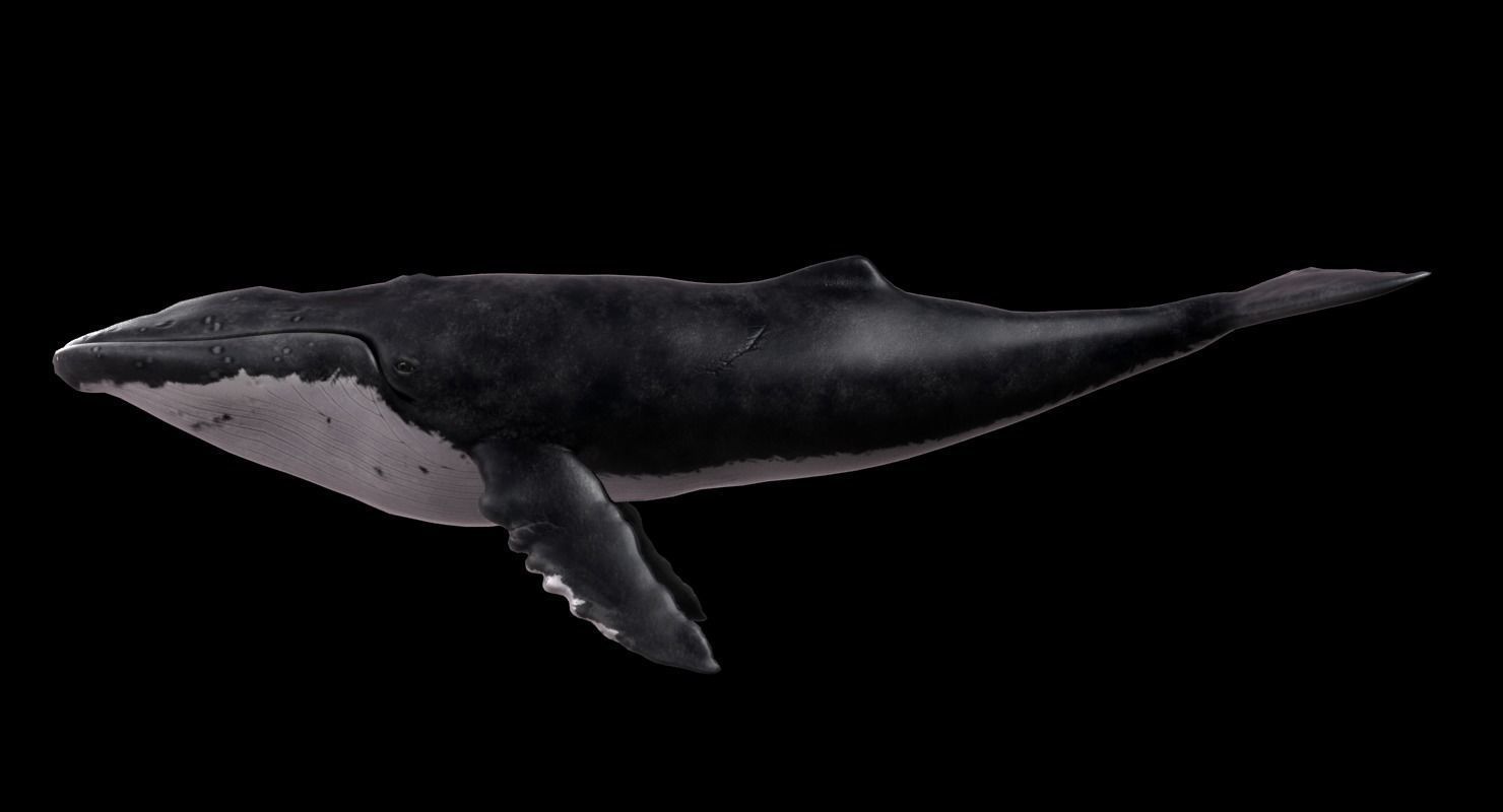 Humpback Whale - Megaptera Novaeangliae Low-poly 3D model_2