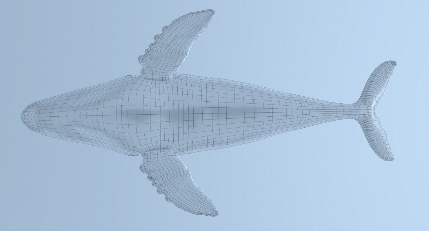 Humpback Whale - Megaptera Novaeangliae Low-poly 3D model_6