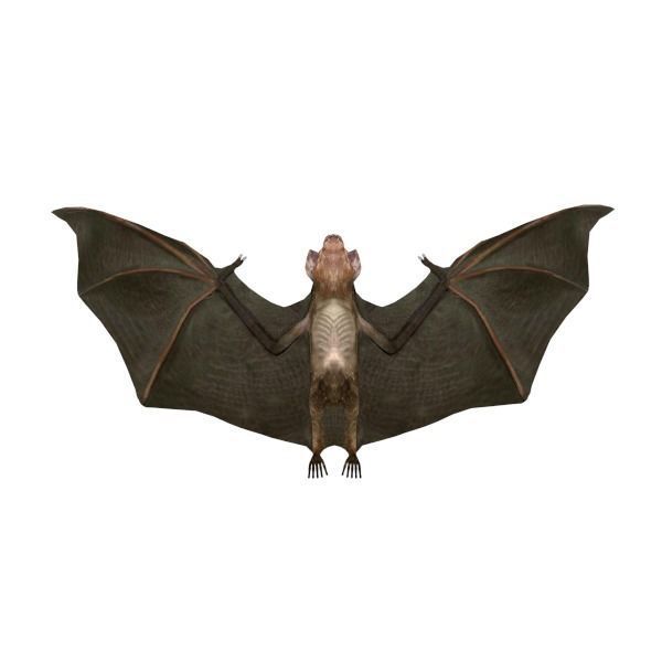 Vampire Bat Low-poly 3D model_2
