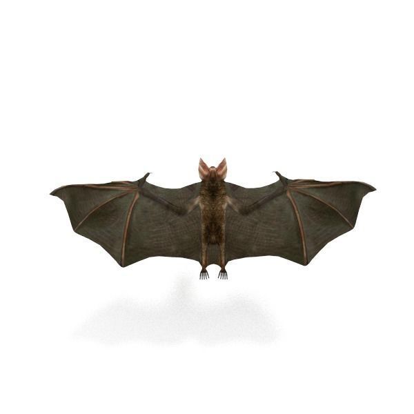 Vampire Bat Low-poly 3D model_4