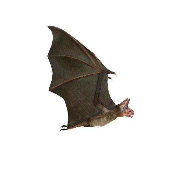 Vampire Bat Low-poly 3D model_3
