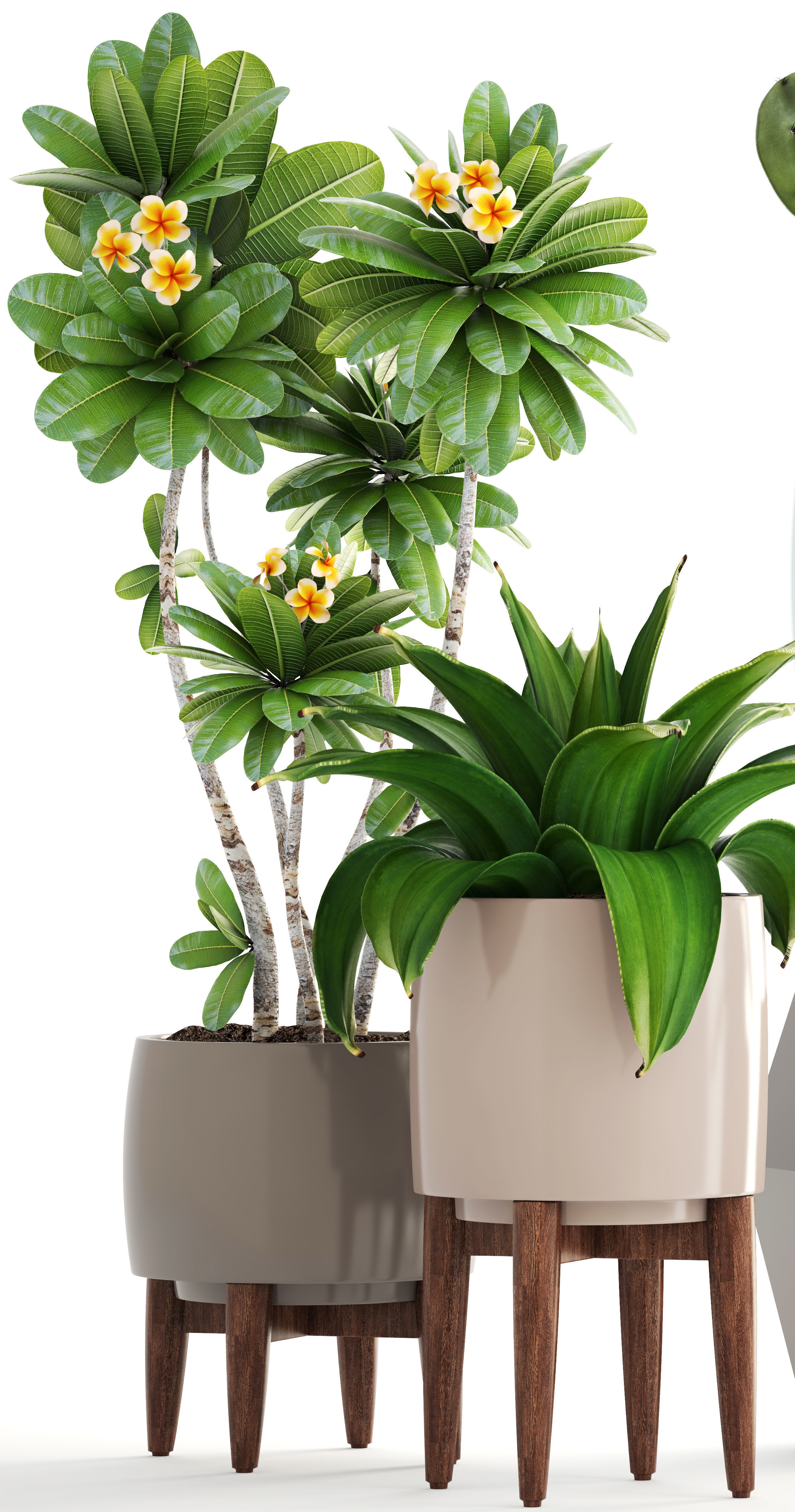 Collection of plants 3D model_3