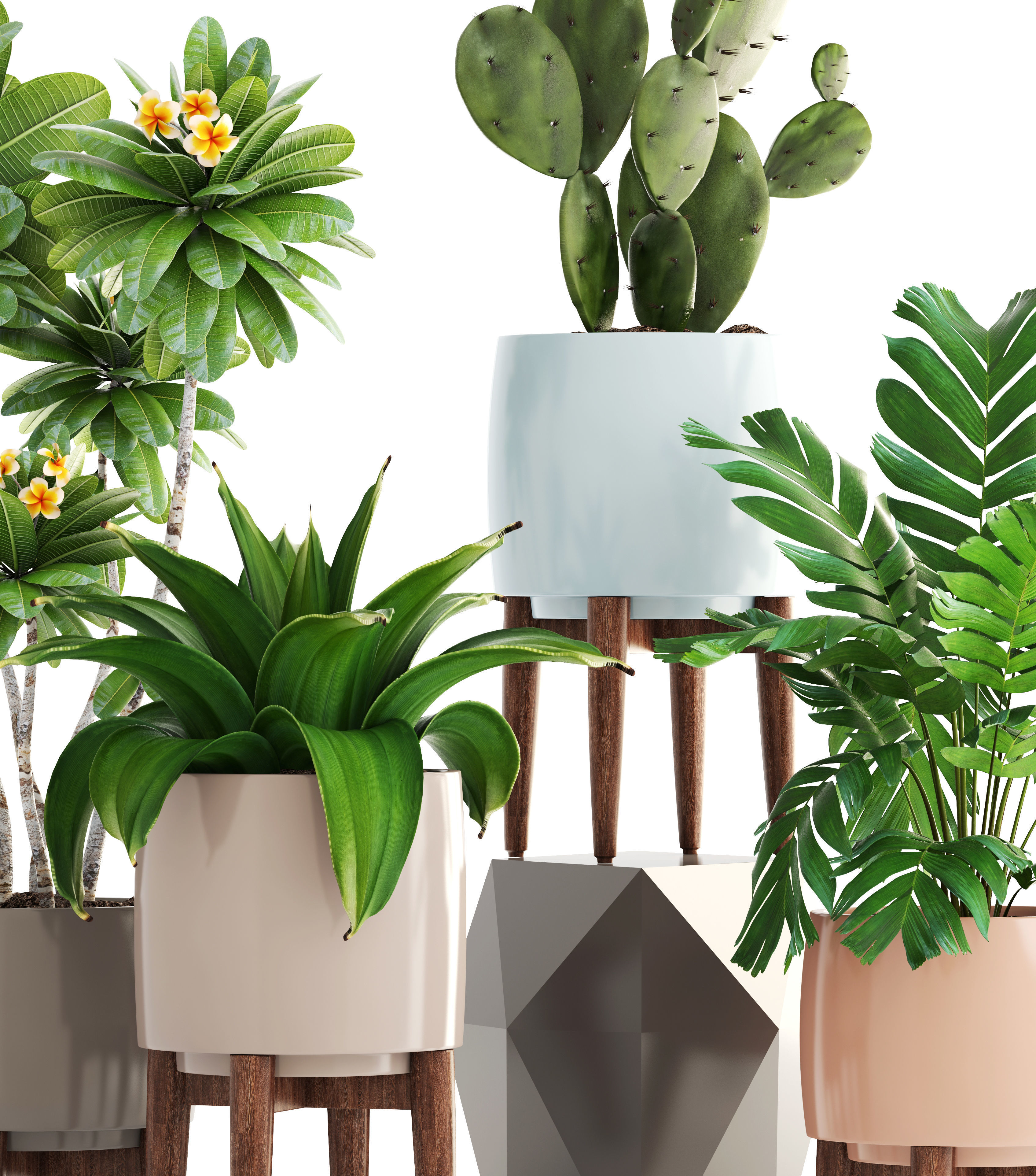 Collection of plants 3D model_7