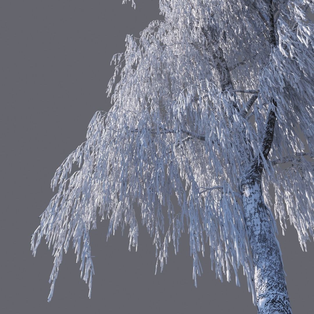 Winter Birch tree 3D model_6