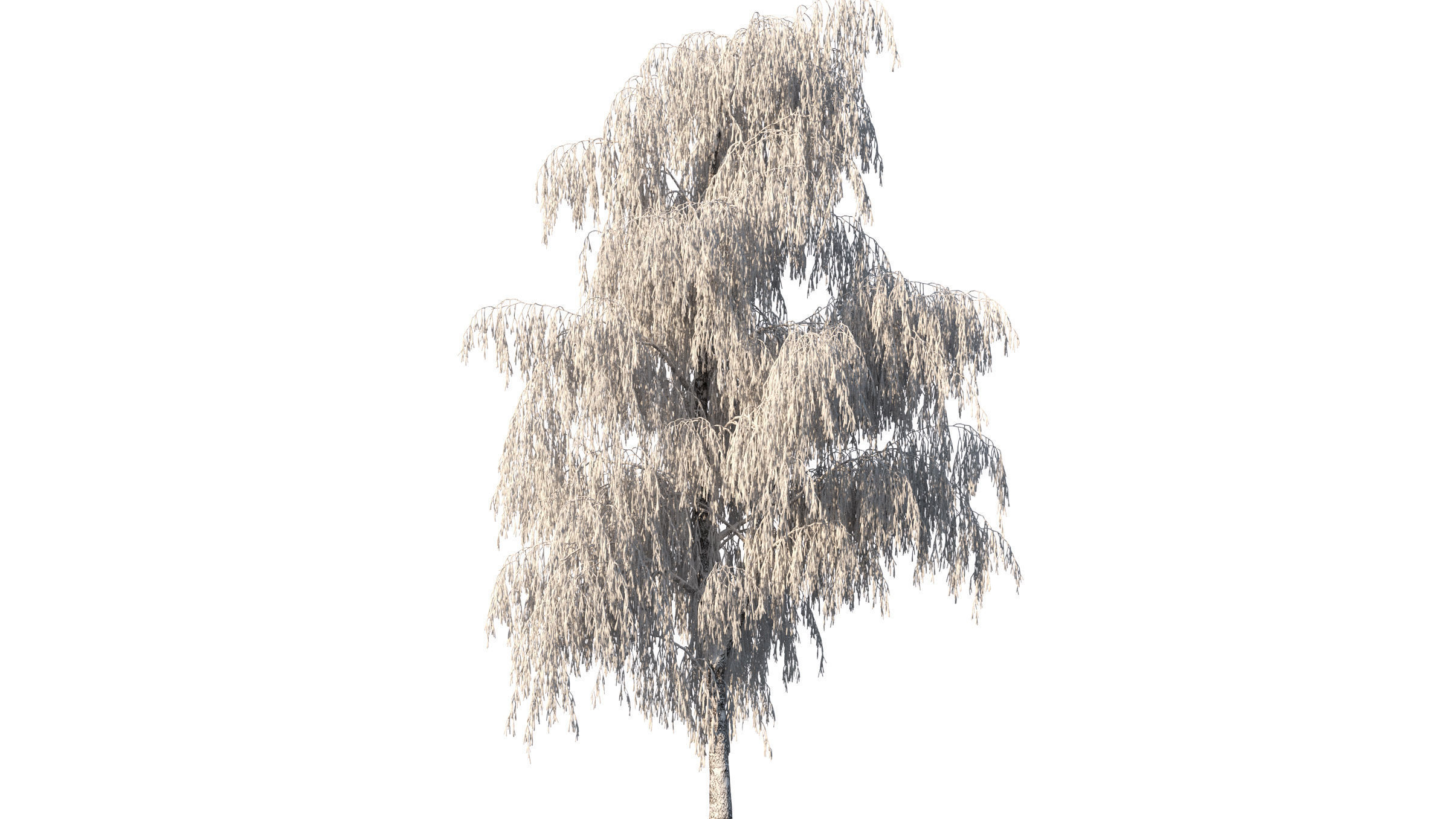 Winter Birch tree 3D model_3