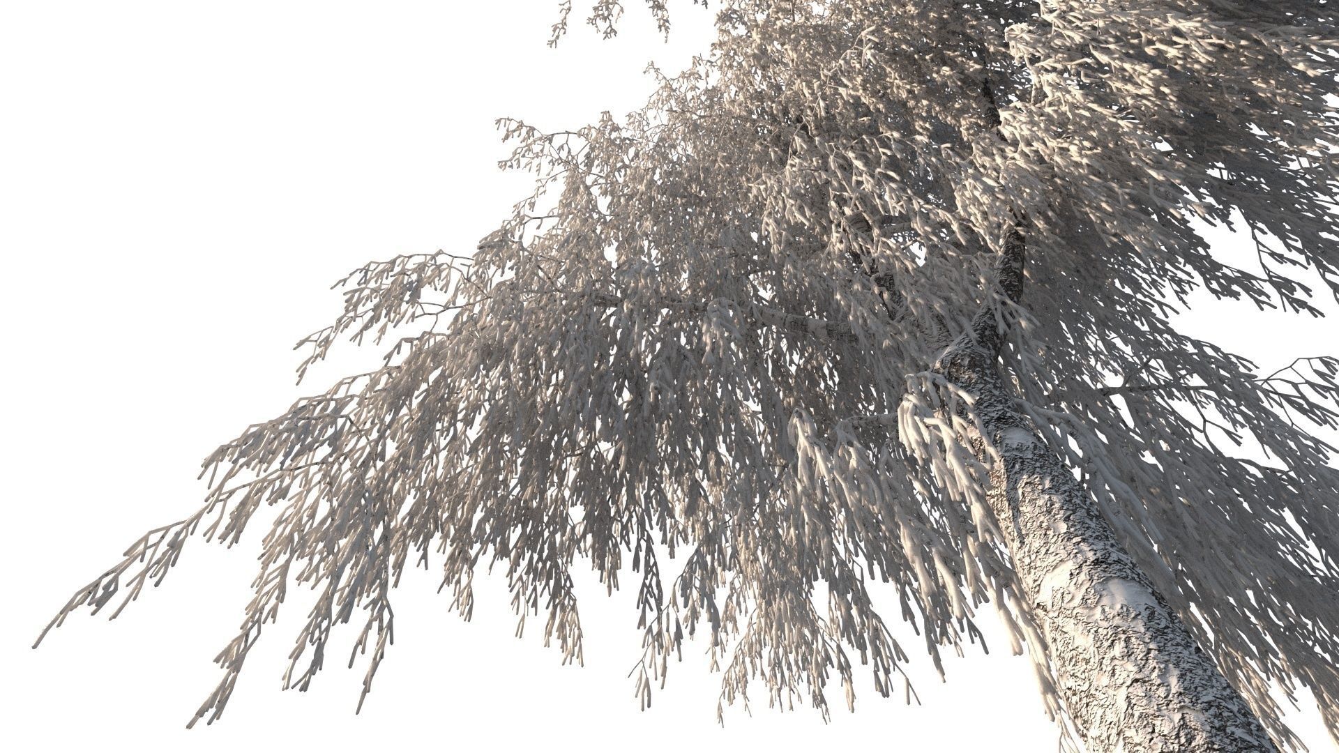 Winter Birch tree 3D model_4