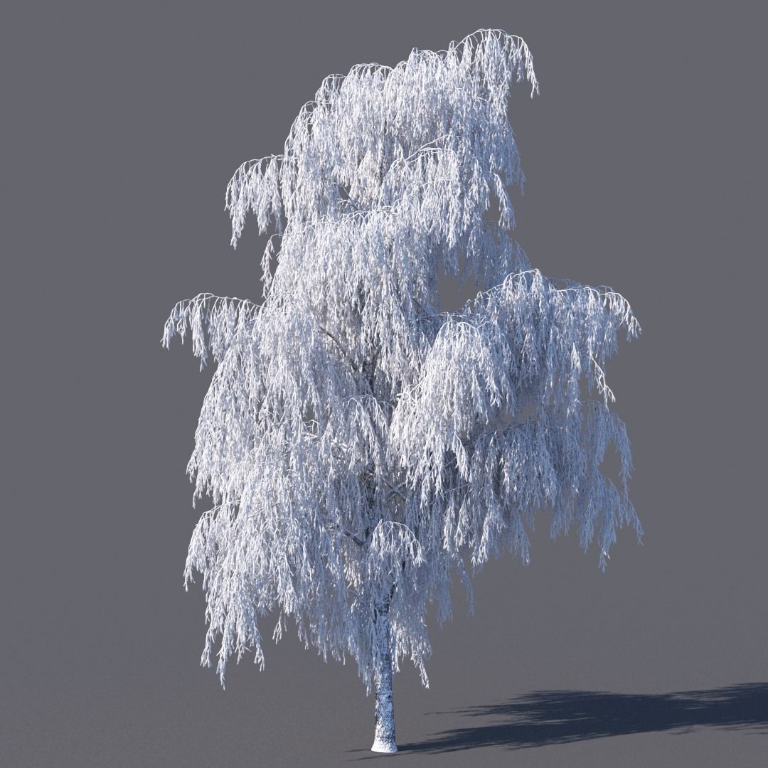 Winter Birch tree 3D model_5