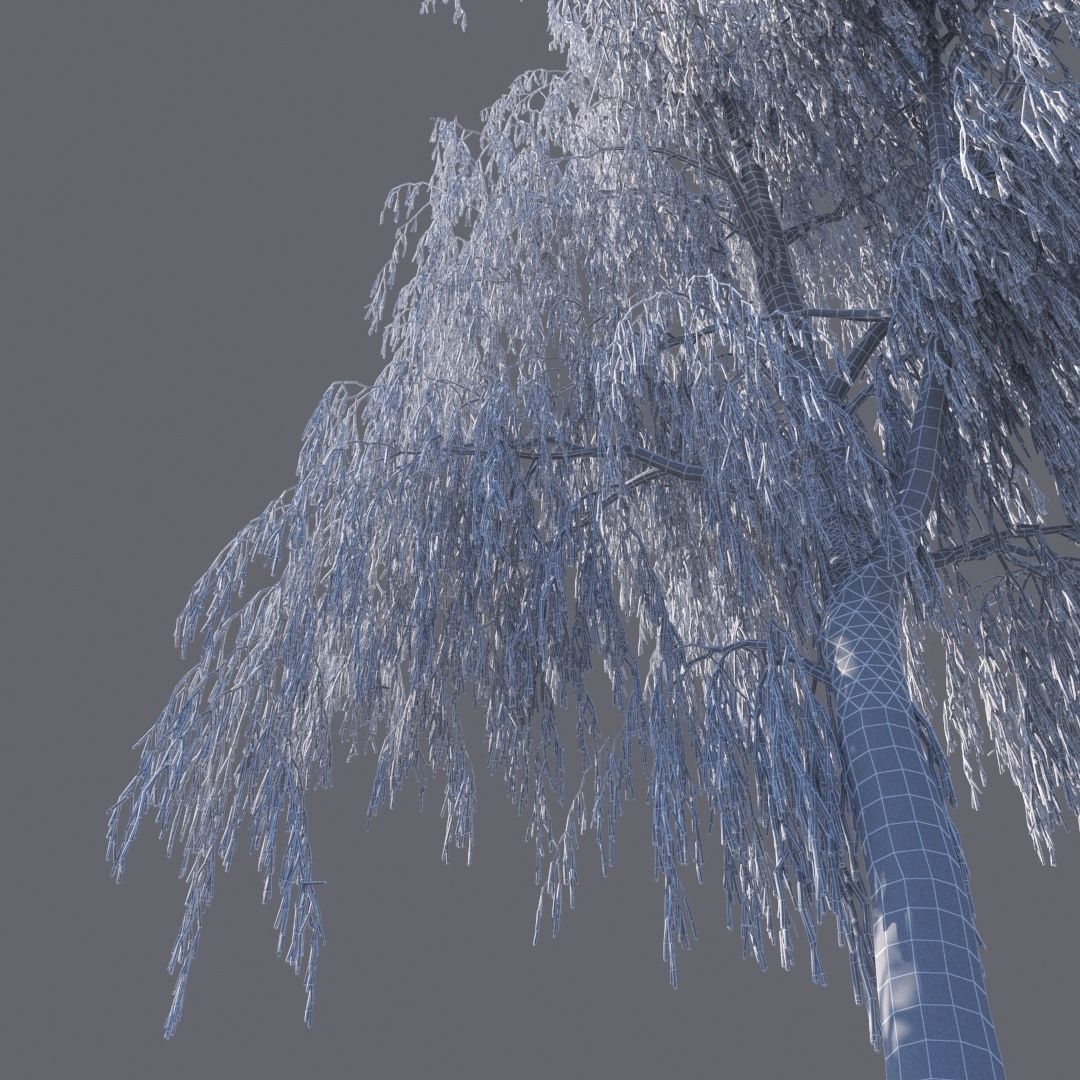 Winter Birch tree 3D model_7