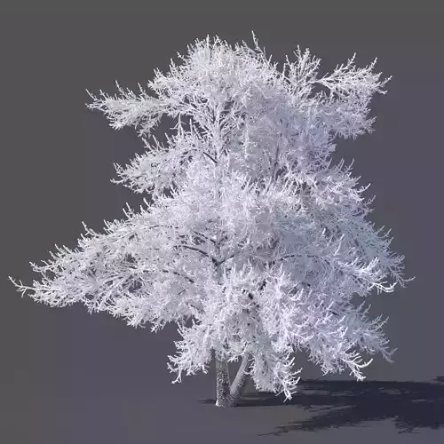 Winter tree 6 meters