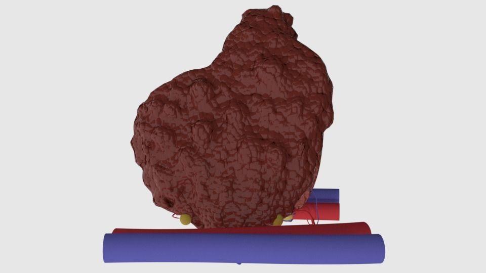 Human Thyroid 3D model_2