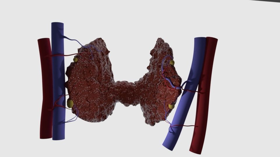 Human Thyroid 3D model_1