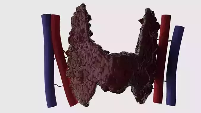 Human Thyroid 3D model