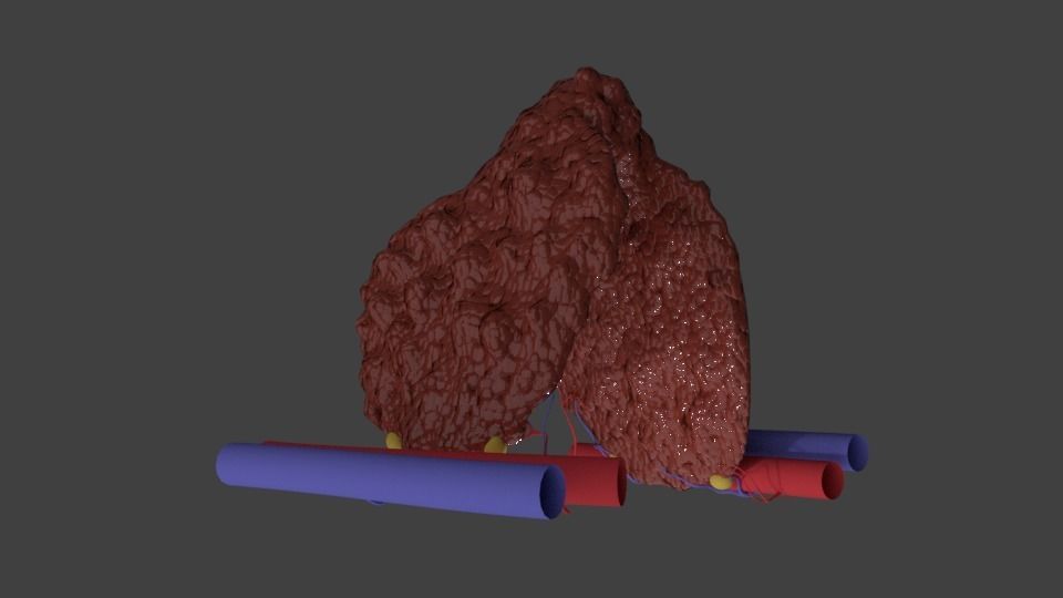 Human Thyroid 3D model_4