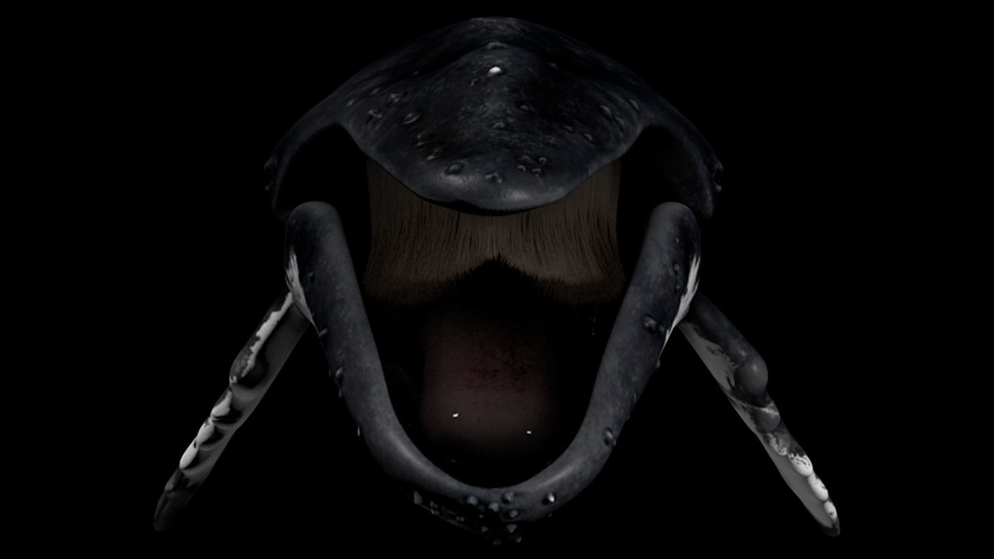 Humpback Whale - Megaptera Novaeangliae 3D model_4
