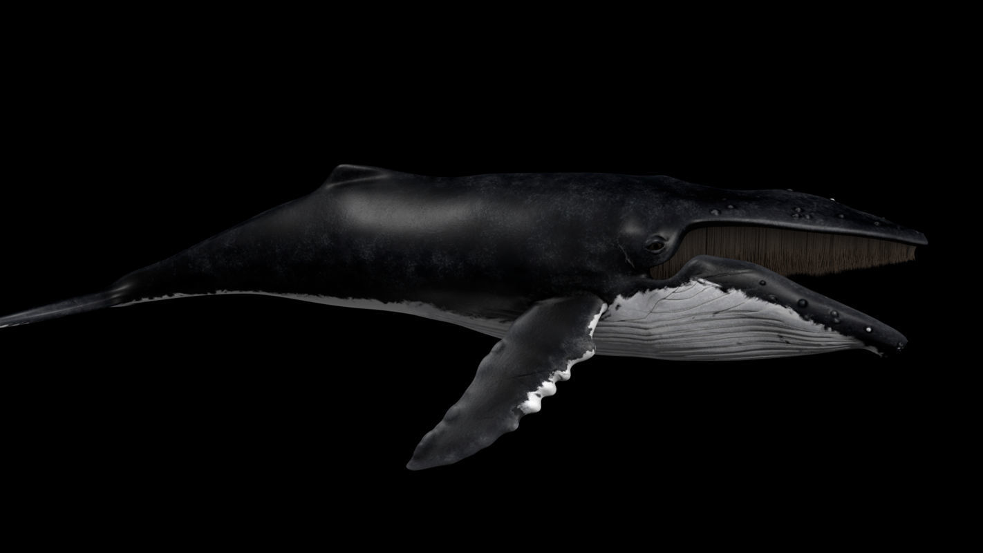 Humpback Whale - Megaptera Novaeangliae 3D model_3