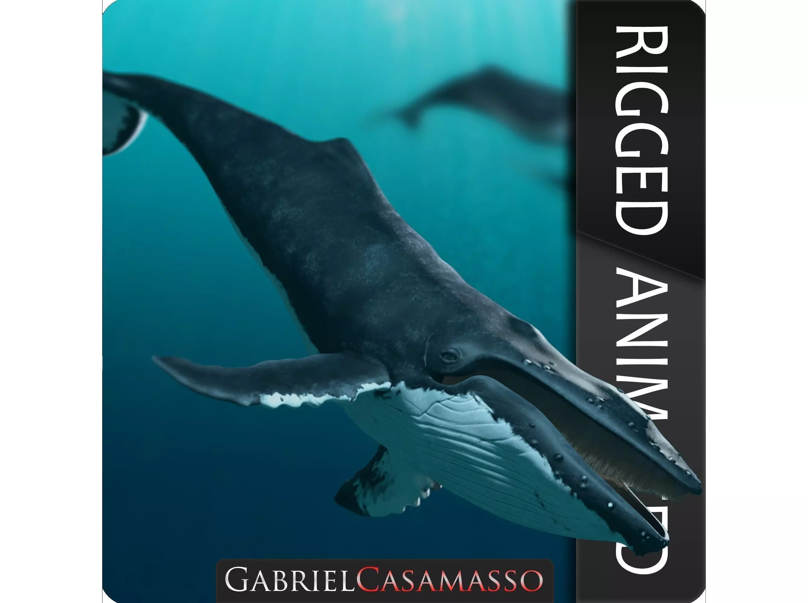 Humpback Whale - Megaptera Novaeangliae 3D model_0