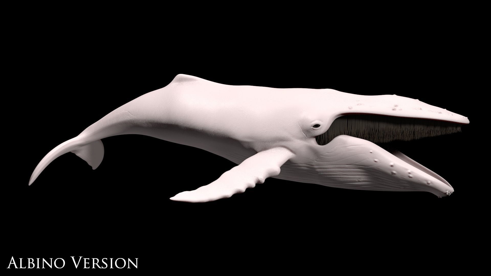 Humpback Whale - Megaptera Novaeangliae 3D model_7