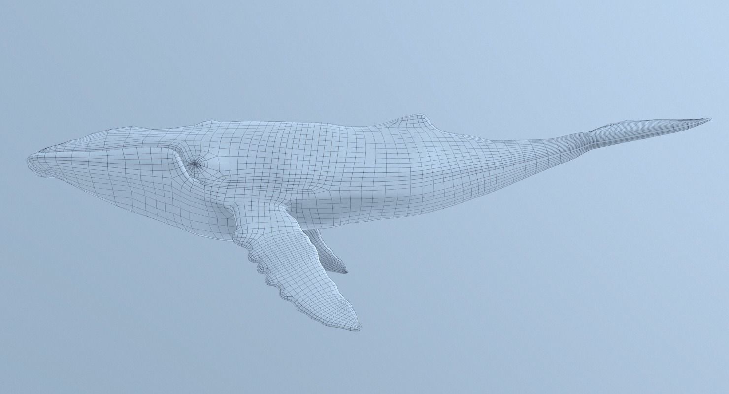 Humpback Whale - Megaptera Novaeangliae 3D model_5