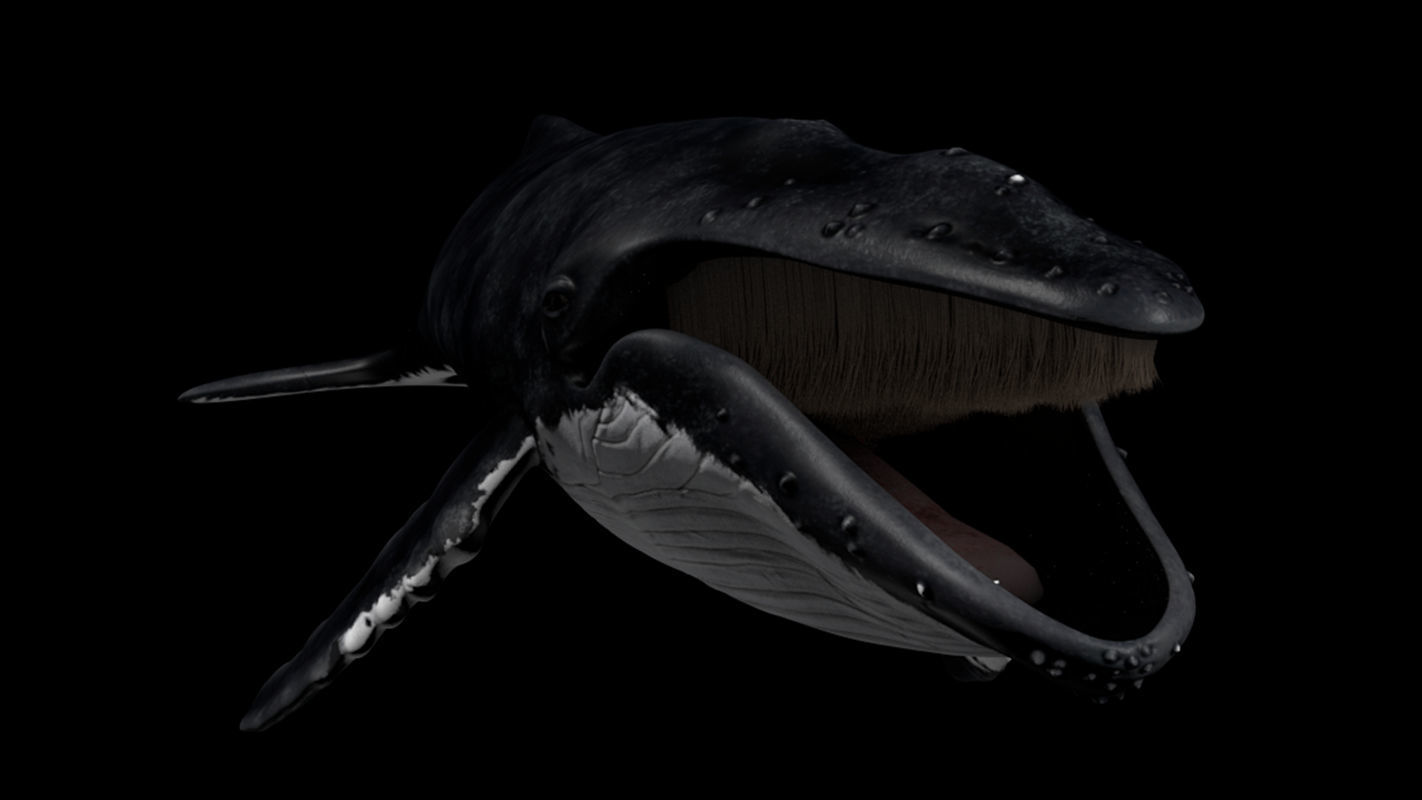 Humpback Whale - Megaptera Novaeangliae 3D model_2