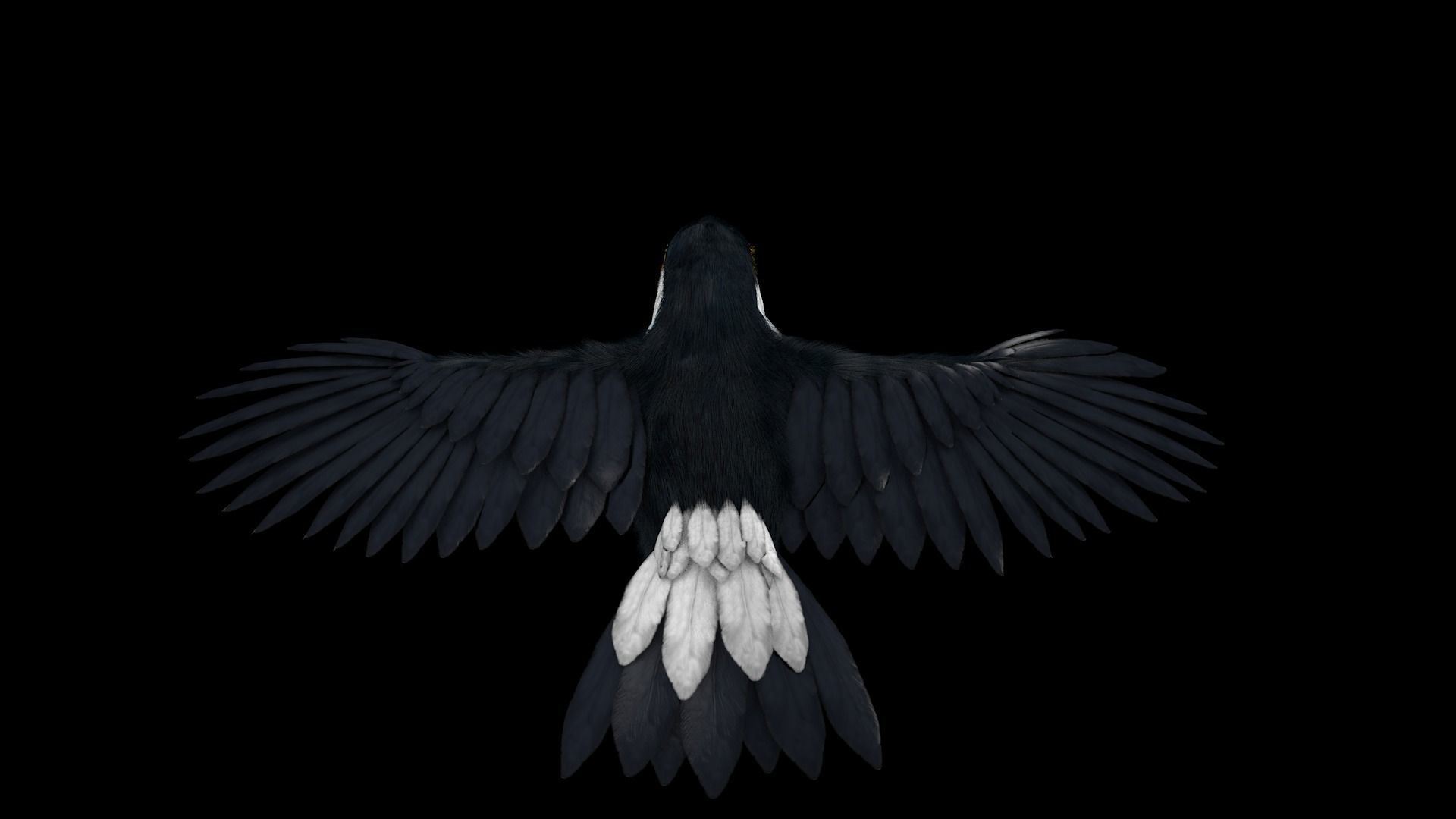 Ramphastos toco 3D model_5