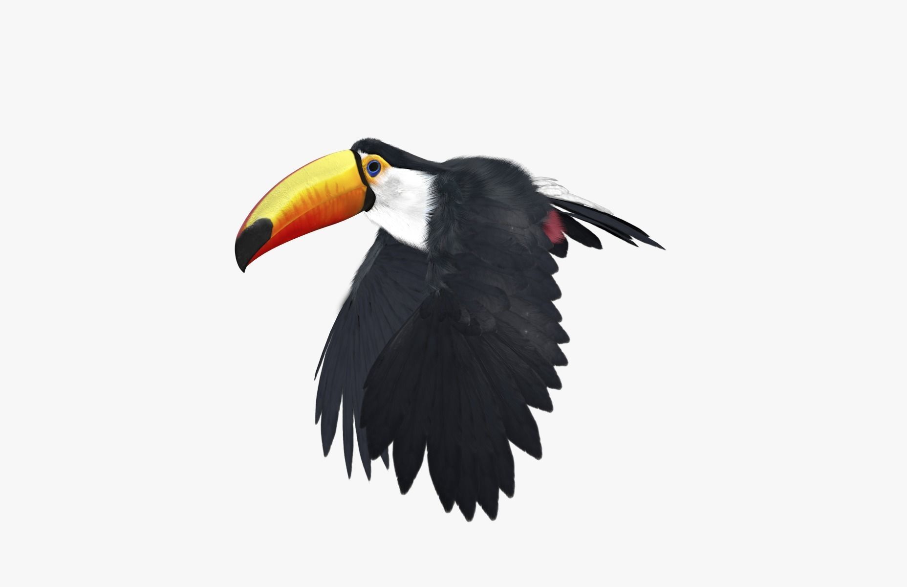 Ramphastos toco 3D model_2
