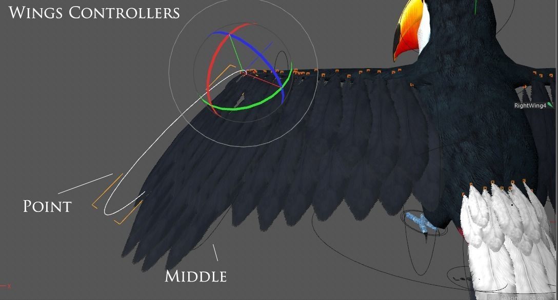 Ramphastos toco 3D model_17