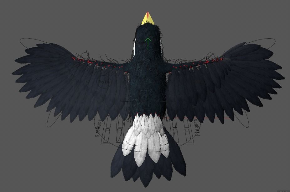 Ramphastos toco 3D model_15