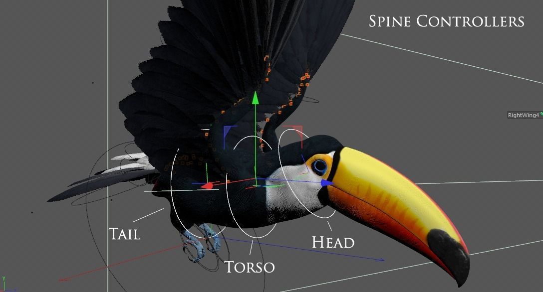 Ramphastos toco 3D model_14