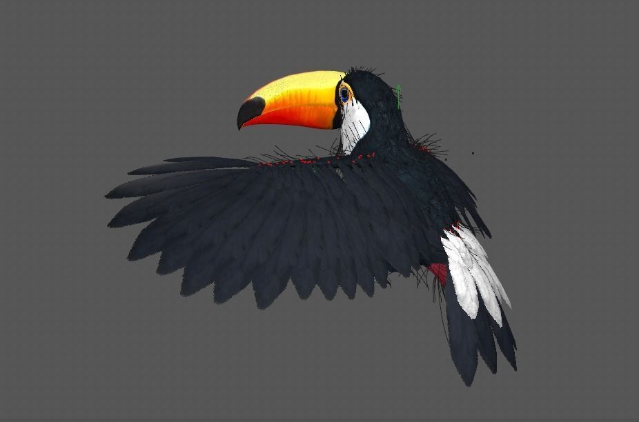 Ramphastos toco 3D model_12