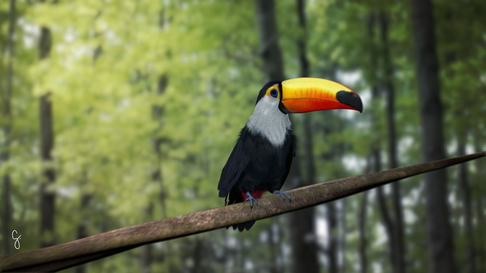 Ramphastos toco 3D model_19