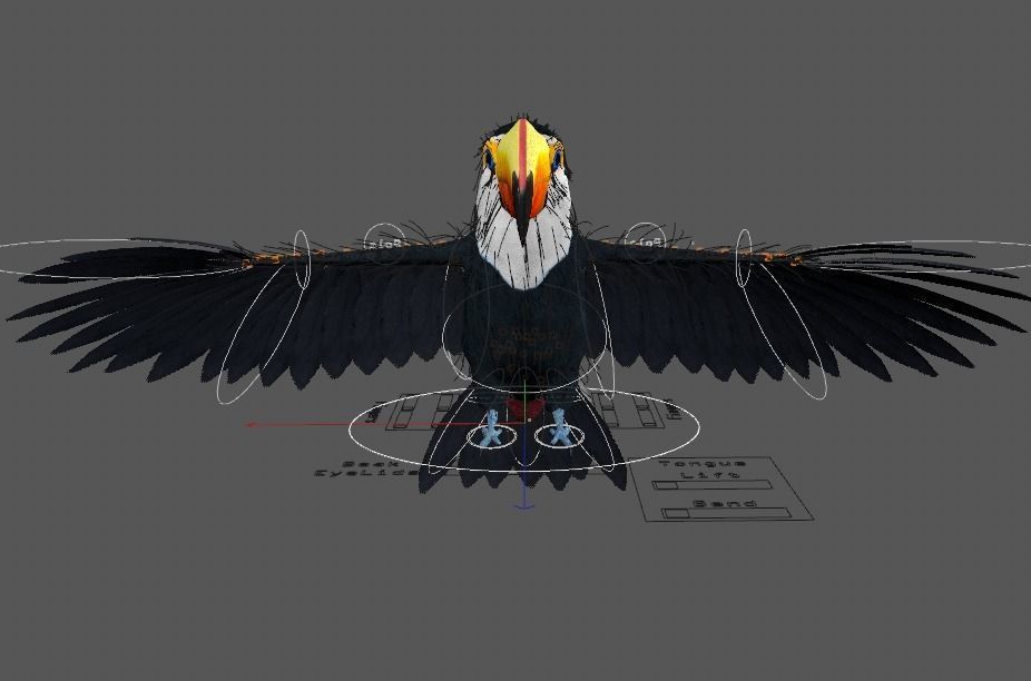 Ramphastos toco 3D model_11