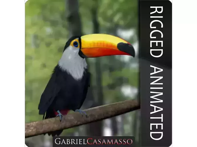 Ramphastos toco 3D model