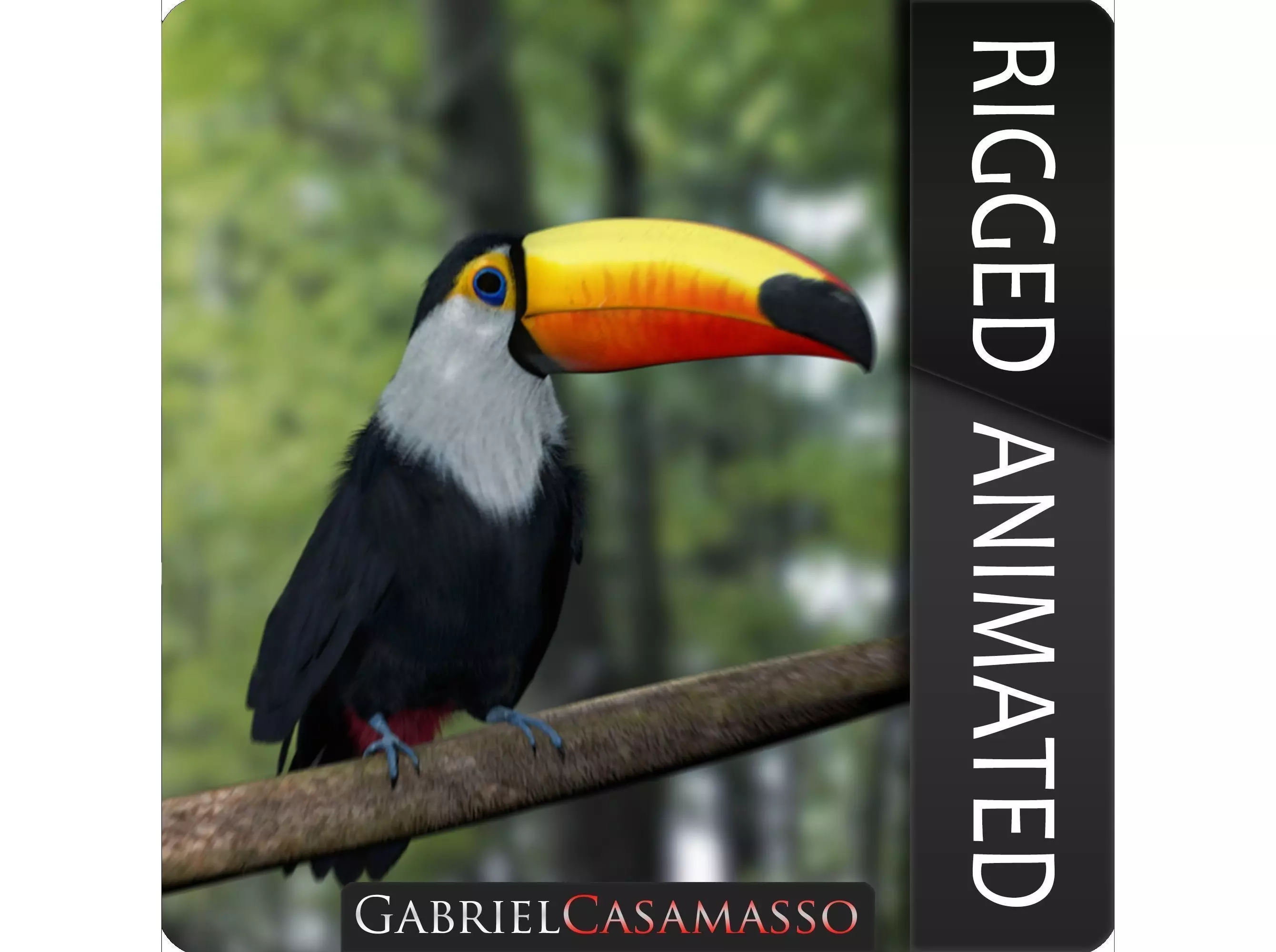 Ramphastos toco 3D model_0