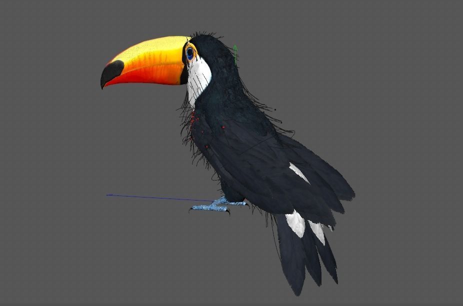 Ramphastos toco 3D model_9
