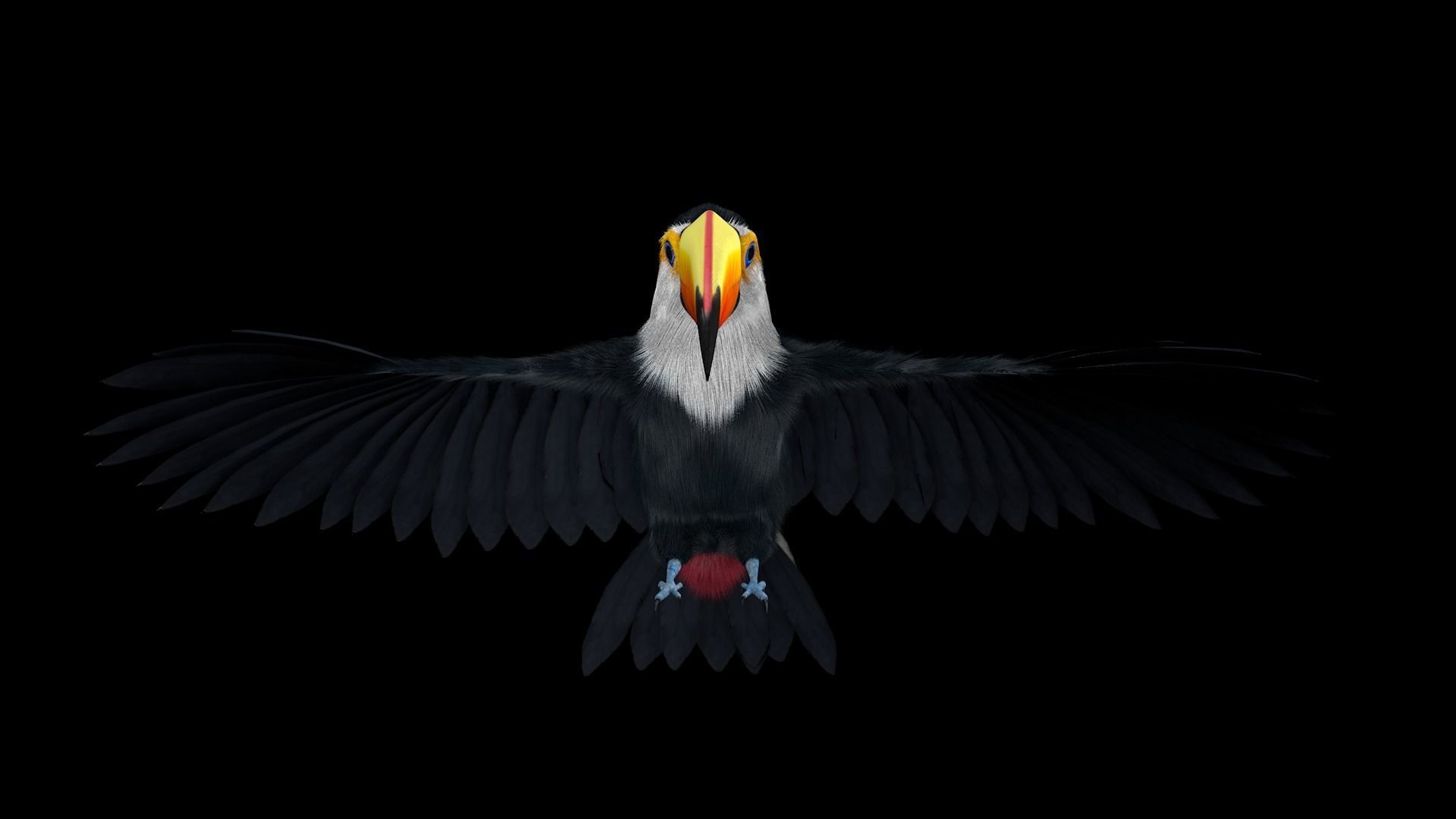 Ramphastos toco 3D model_4