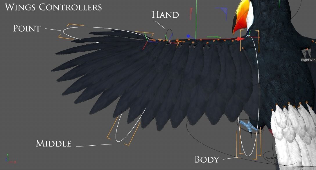 Ramphastos toco 3D model_16