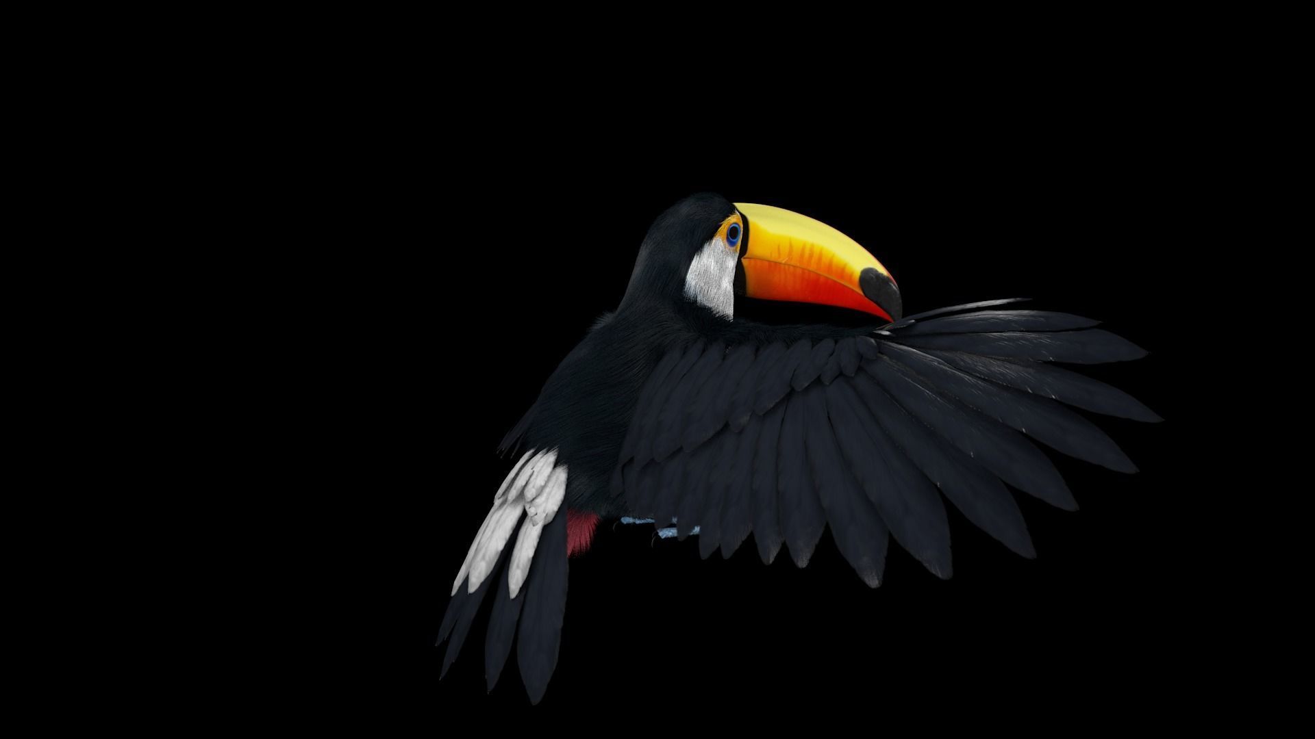 Ramphastos toco 3D model_3