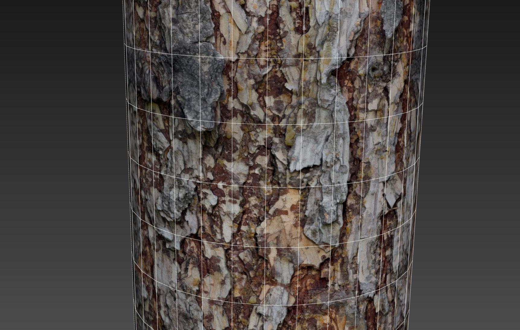 bark Pine wood 8k seamless material Low-poly 3D model_14