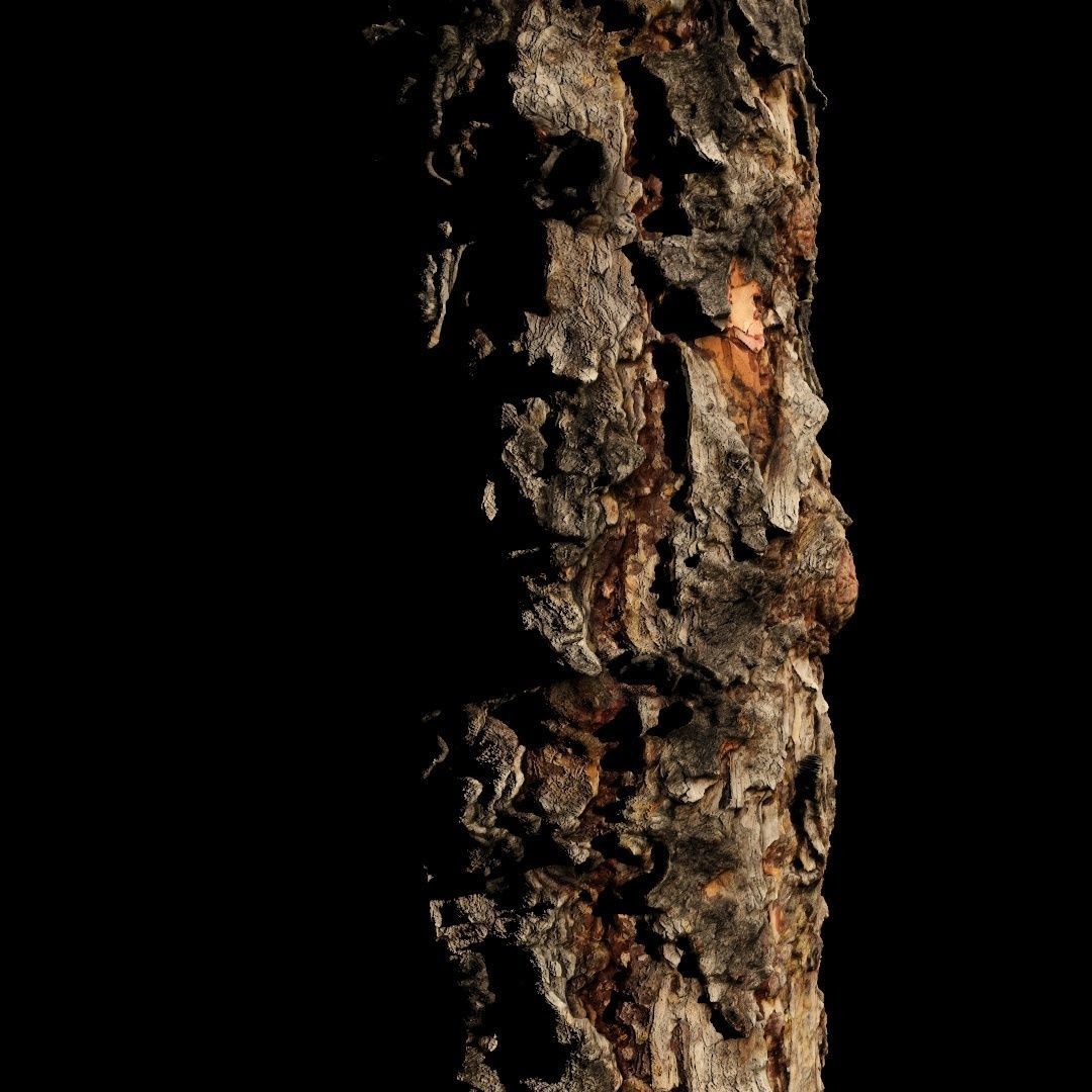 bark Pine wood 8k seamless material Low-poly 3D model_8