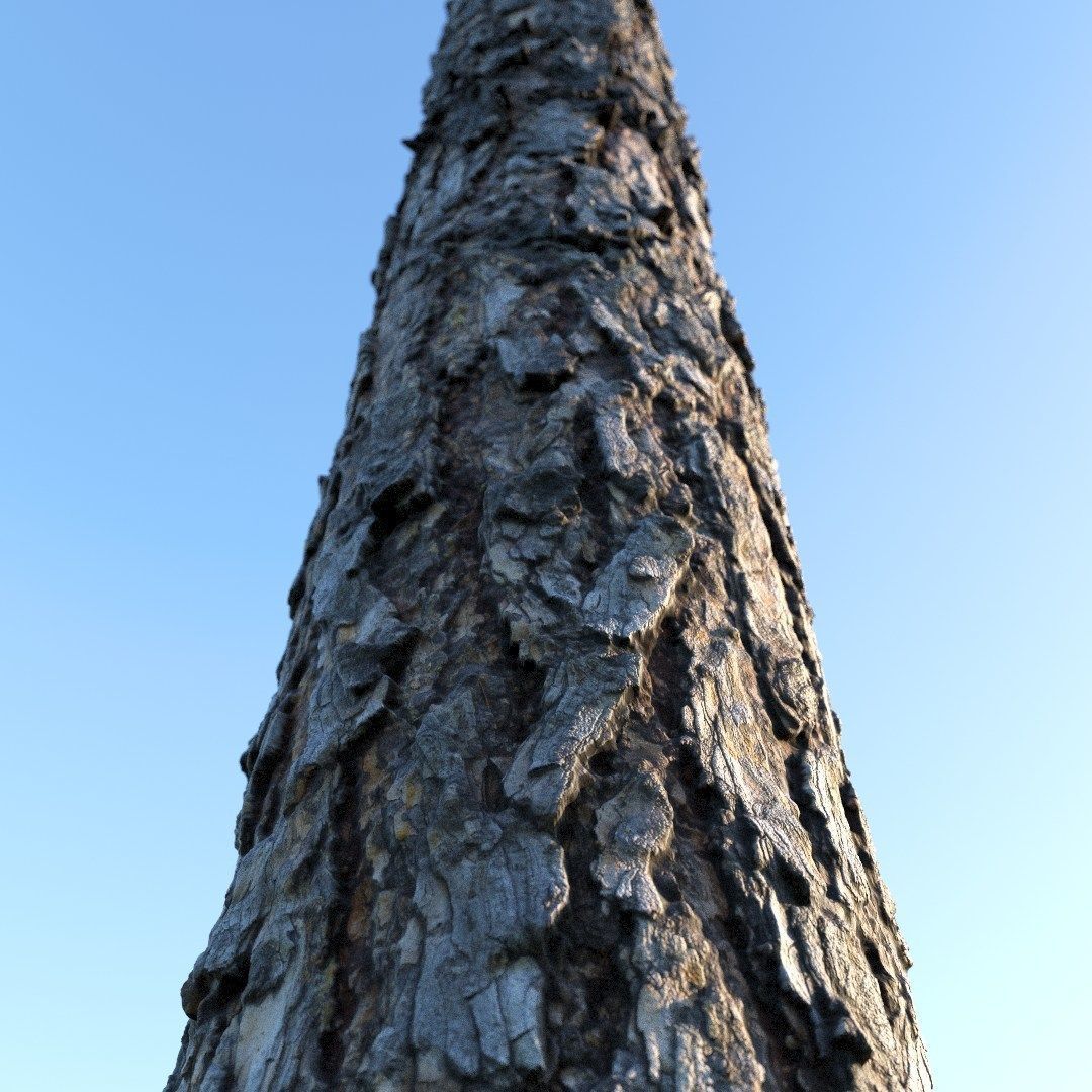 bark Pine wood 8k seamless material Low-poly 3D model_7