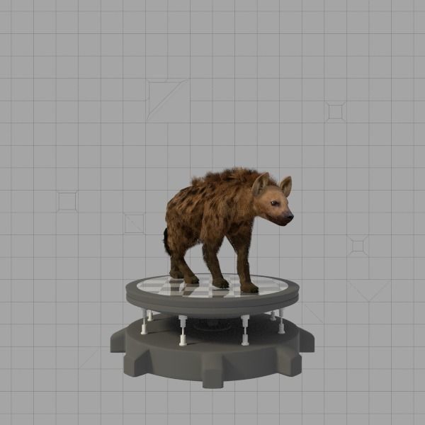 Hyena 3D model_2