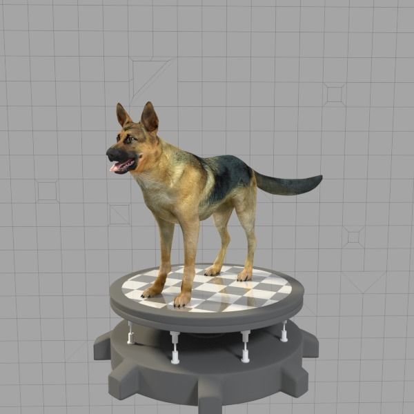 German Shepherd Low-poly 3D model_2