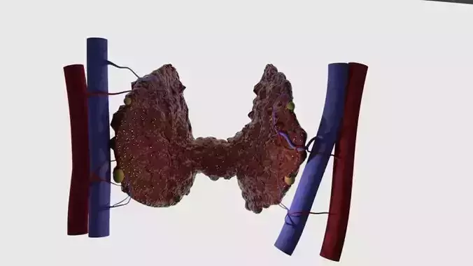 Thyroid human 3D print model