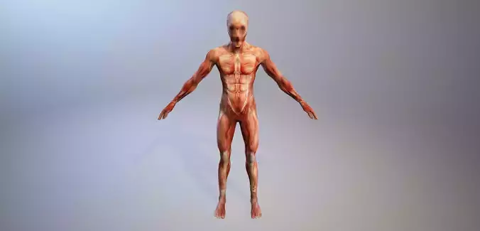 Anatomy Man - 3D Horror Asset 