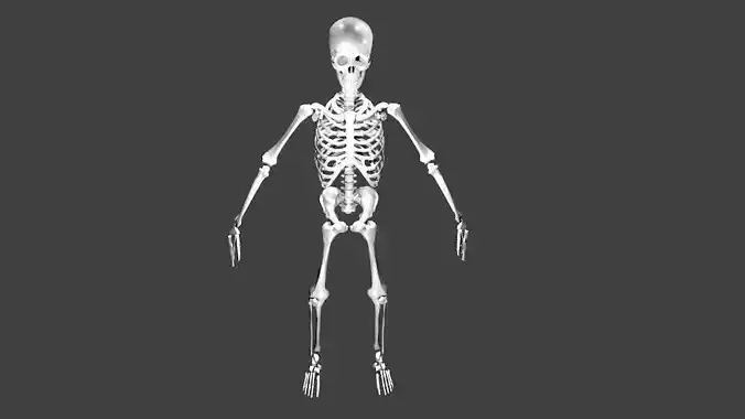 Skeleton