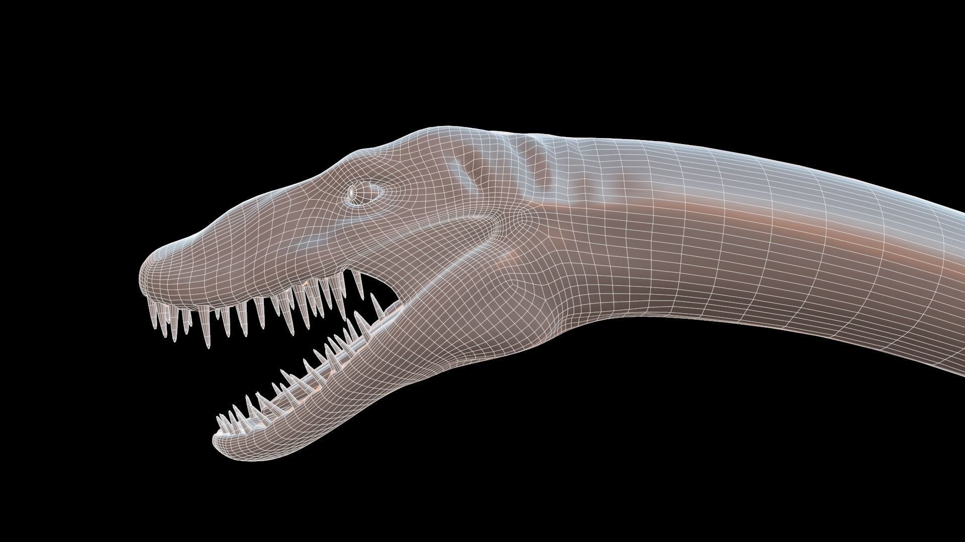 Elasmosaurus platyurus 3D model_2