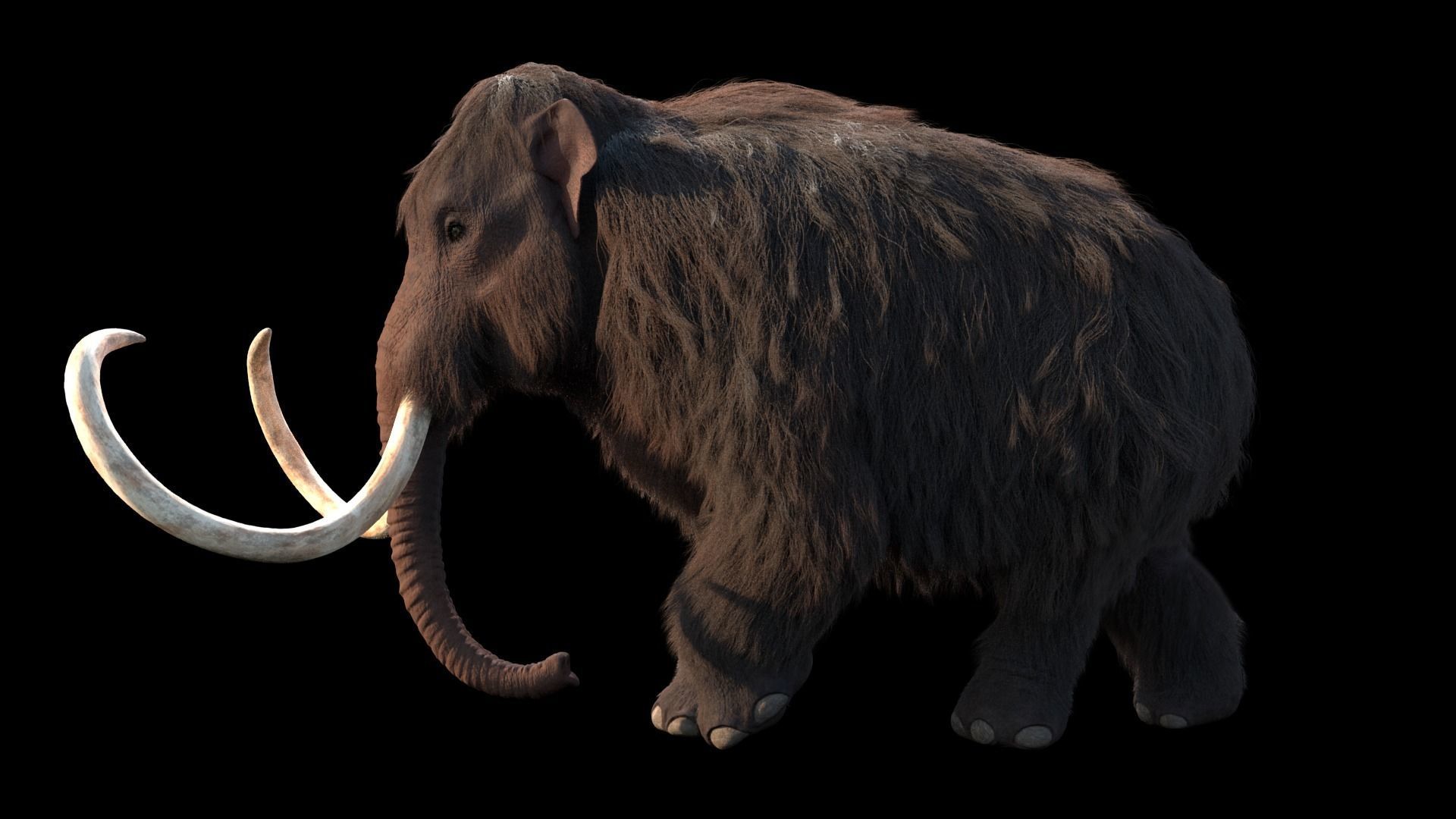 Woolly Mammoth - Mammuthus primigenius 3D model_5