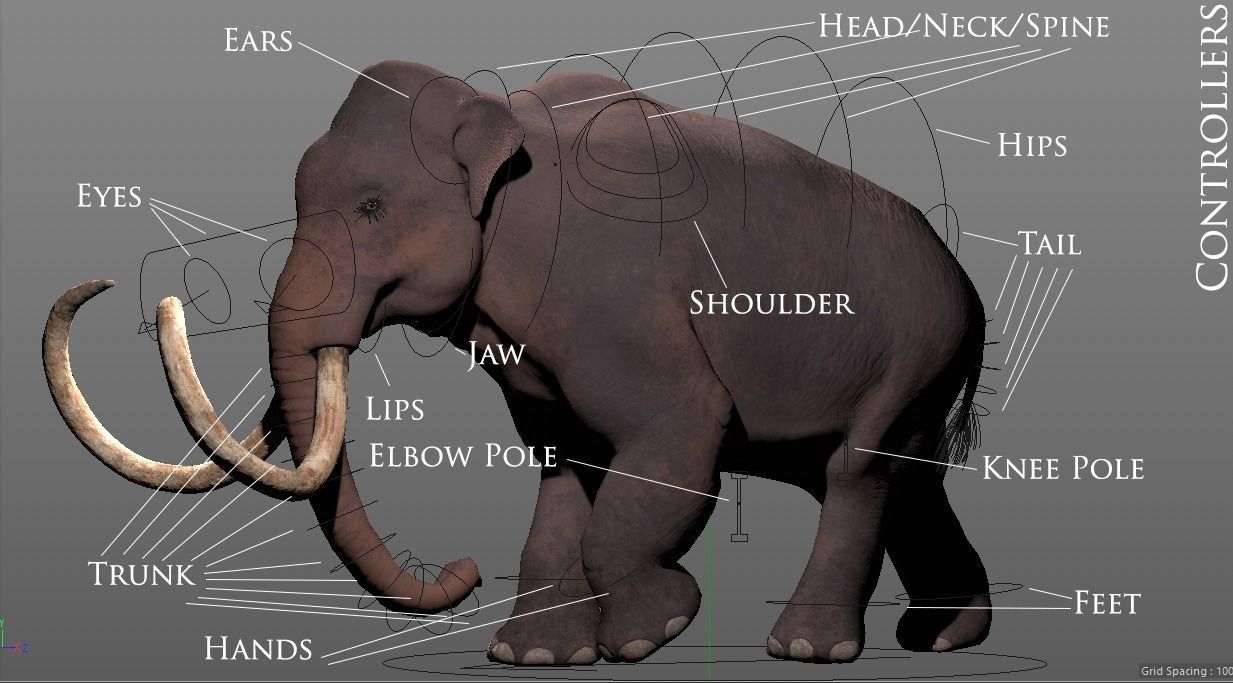 Woolly Mammoth - Mammuthus primigenius 3D model_7